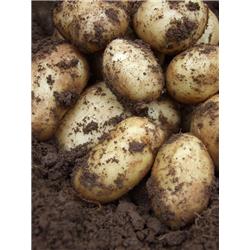 Lincolnshire New Potatoes