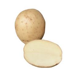 Wilja Potatoes (12.5kg)