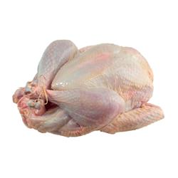 Medium Caldecott Turkey