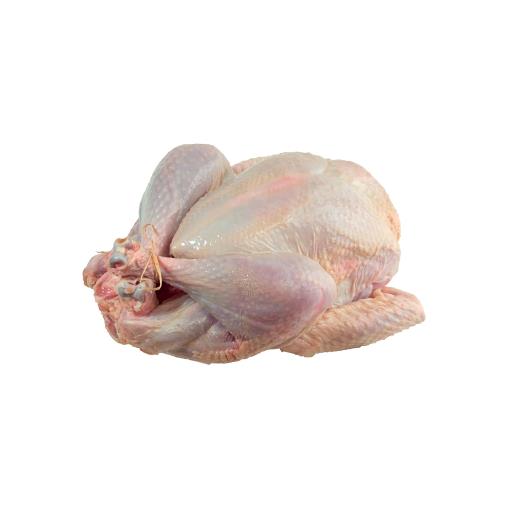 Medium Caldecott Turkey